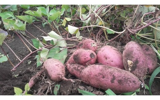 訳あり 紅はるか 9kg 11月以降発送 さつまいも サツマイモ