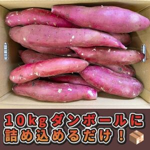 【訳あり】さつま芋 紅はるか 約10kg 千葉県香取市産【先行受付2024年12月上旬より順次発送】【配送不可地域：離島・沖縄県】【1533980】