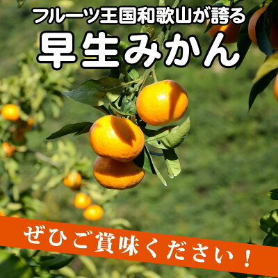 EA6035n_（訳あり 家庭用）濃厚な味わいのこだわり 有田みかん 7kg (早生みかん・大小混合)_イメージ5