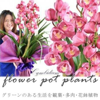 AD-8　グリーンのある生活を観葉･多肉･花鉢植物（12か月）