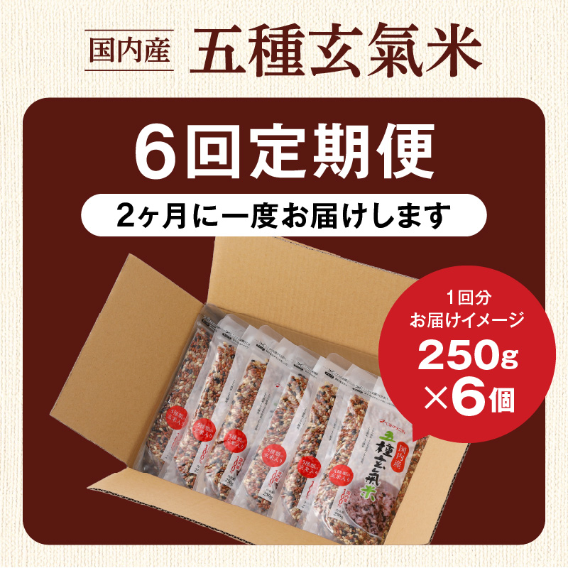 【隔月6回　定期便】国内産 五種玄氣米 250g×6個 1500g×6回_国内産 五種玄氣米 250g×6個 お届け回数 6回 玄米 ブレンド 雑穀米 もち赤米 うるち玄米 もち玄米 もち黒米 もち緑