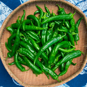 【7月発送】万願寺とうがらし 1kg 野菜 京野菜 万願寺とうがらし万願寺とうがらし万願寺とうがらし
