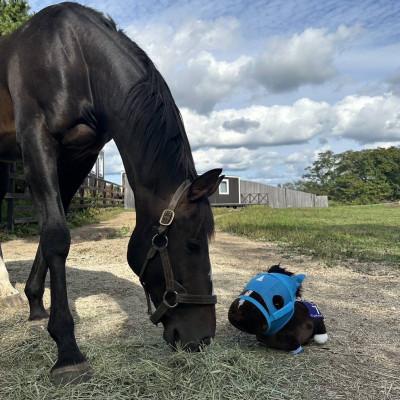 ふるさと納税 平取町 特大ぬいぐるみ　絶対王者【オジュウチョウサン】バージョン |  | 02