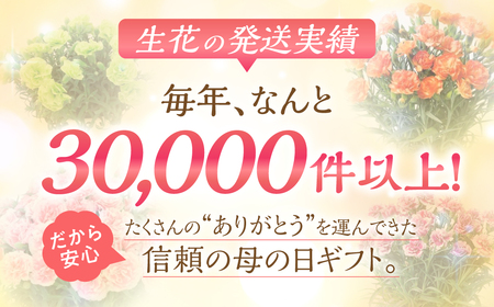 《母の日までにお届け》リーガスベゴニア レッド ベゴニア 花 花 鉢植え 鉢 鉢花 花 観葉植物 植物 5号鉢 人気 おしゃれ かわいい 母の日 プレゼント 贈り物 贈答 ギフト 冬 フラワーギフト 