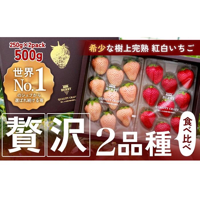 【完熟クラフト苺BERRY】有名シェフ御用達【紅白いちご】樹上完熟よつぼし・淡雪 約500g(出荷2025年12月上旬~2026年5月下旬)