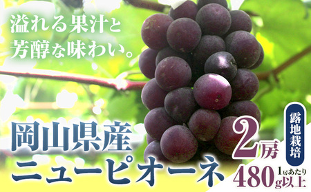  ニューピオーネ 2房【配送不可地域あり】