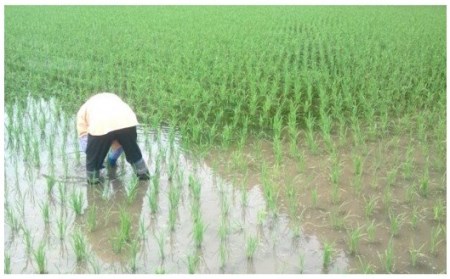 令和５年産・新米　のんびり米　６kg