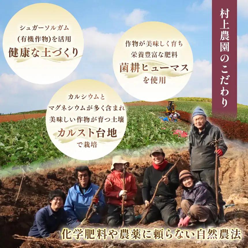 さつまいも TVで紹介！ 【 アフター保証 】甘くておいしい！ 紅はるか 5kg