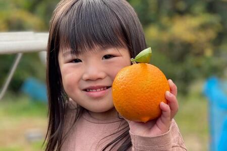 【2026年発送】家庭用・訳あり 屋久島産たんかん5kg満杯箱(M～3Lサイズ混合・約30玉前後)