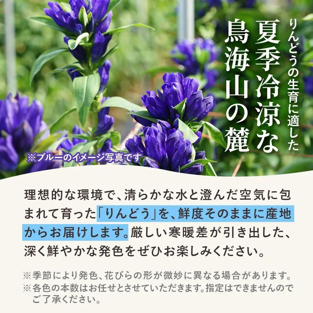 《先行受付》【10月上旬お届け】鳥海町産 りんどう 30本 ピンク バイカラー
