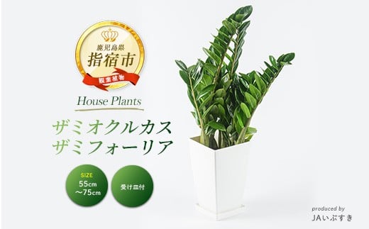 2026年4月上旬～発送【観葉植物】ザミオクルカス・ザミフォーリア 55cm～75cm(JAいぶすき/IB165-015) 観葉植物 植物 グリーン 鉢 おしゃれ 大型 インテリア 室内 開店祝い 新築祝い 引越し祝い オフィス ギフト マイナスイオン 【配送不可地域：北海道・沖縄県・離島】