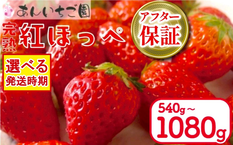 
            いちご 紅ほっぺ 選べる 容量 540g / 1080g ( 2パック / 4パック ) 選べる 発送時期 2025年 1月～ / 3月 ～ 期間限定 人気 果物 フルーツ 新鮮 旬 冬 春 ケーキ ショートケーキ デザート ギフト 贈り物 贈答 イチゴ 苺 ストロベリー 徳島県 吉野川市 あんいちご園
          