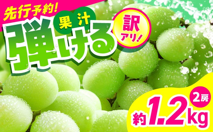 
            【2026年発送分 先行予約】【数量限定】【訳あり】シャインマスカット　約1.2kg（2房）　【中島農園】合志市 熊本県 産地直送 マスカット ますかっと シャインマスカット しゃいんますかっと ブドウ 葡萄 果物 くだもの 鮮度抜群 大粒 種なし 皮ごと 季節限定 先行予約 訳あり [AYCX003]
          