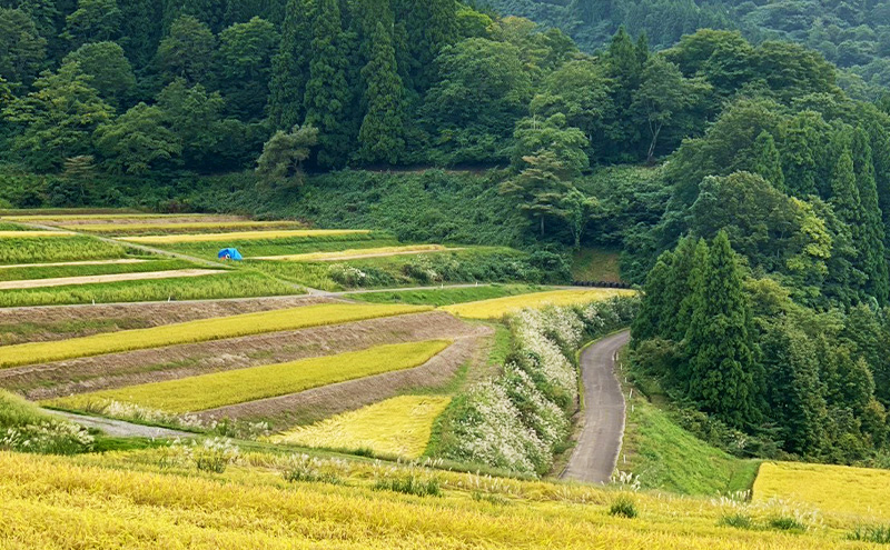 新米 令和7年 新潟県産 棚田米 コシヒカリ 5kg 5キロ 米 上越市 清里区 厳選 こしひかり 白米 精米 