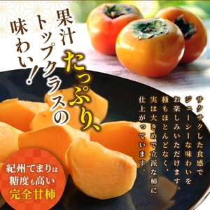 柿 紀州てまり（和歌山県ブランド柿）6～7個入 こだわり農家厳選【2026年10月初旬頃～11月中旬頃に順次発送予定】 / 柿 フルーツ 果物 かき 和歌山 かつらぎ 農家直送 贈答 【KG27】【B