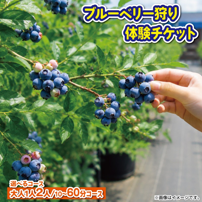 
                  ブルーベリー 狩り 体験 チケット 選べる コース  収穫体験 農園 観光 フルーツ狩り 果物 徳島県 阿波市 AWA Blueberryファーム
                