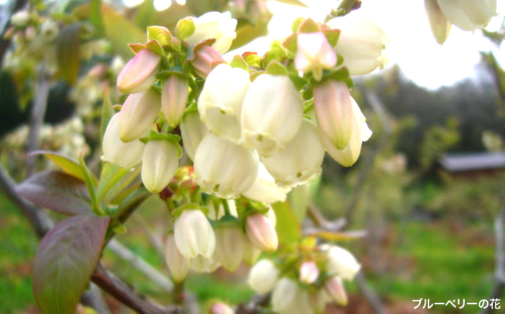 ブルーベリー葉茶1袋（2g×5個)×6袋　【福島県三春町　かおるブルーベリー園産使用】　【07521-0149】