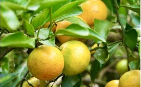 みかん 由良早生みかん 約7kg【2026年11月上旬頃～11月中旬頃に順次発送】【nkmr0021】