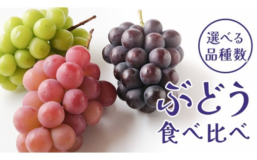 
                  【 選べる 品種数 】ぶどう 3～5品種 食べ比べ 【2026年8月上旬発送開始】(茨城県共通返礼品：大子町) ブドウ 葡萄 シャインマスカット 巨峰 ピオーネ ゴルビー 我が道 果物 フルーツ 果実
                