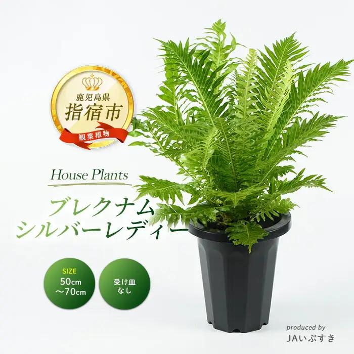 2026年4月上旬～発送【観葉植物】ブレクナム・シルバーレディー 50cm～70cm  (JAいぶすき/IB165-020)  植物 グリーン シダ おしゃれ インテリア 室内 インテリアグリーン ※北海道・沖縄・離島配送不可※
