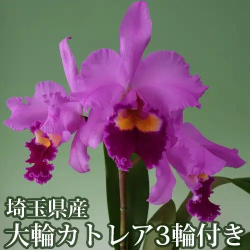 埼玉県産大輪カトレア3輪付き（ピンク系・化粧鉢入）  [No.164]