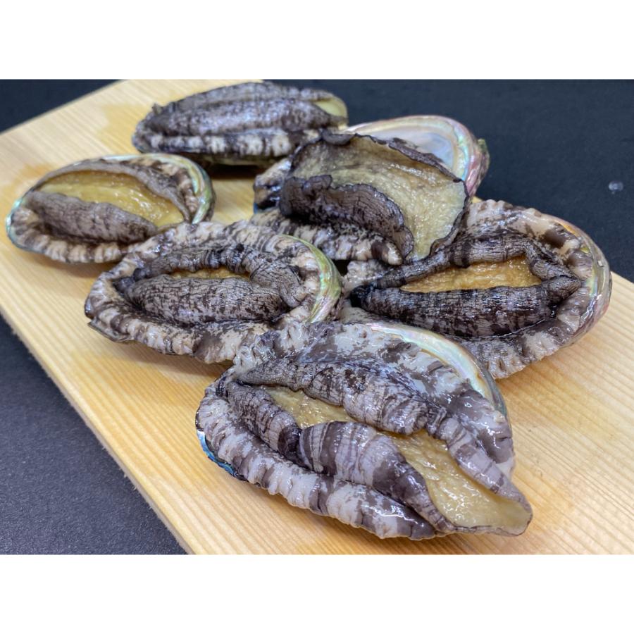＜おらえのごっつお＞海洋牧場育ち養殖活蝦夷あわび7.5cm以上×（6個入り×2袋）