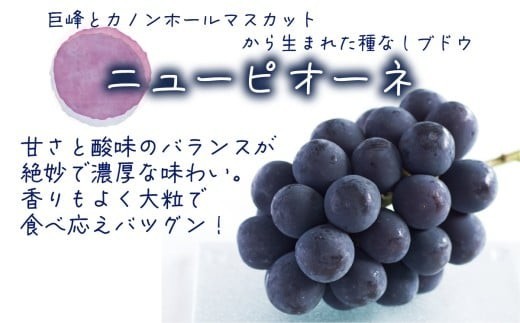 甘さと酸味のバランス◎！香りよく大粒！岡山県真庭市ニューピオーネ