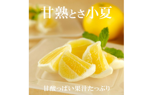 【先行予約】甘熟とさ小夏 約3.5kg 2S～2L こなつ コナツ 果物 フルーツ 柑橘 かんきつ 宿毛小夏 すくも小夏 日向夏 ニューサマーオレンジ 爽やか 甘酸っぱい 果汁 訳あり わけあり おい