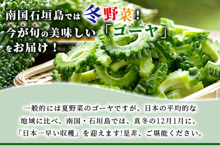 【先行予約】南国石垣島では冬が旬！朝採れ「ゴーヤ」大5本セット！減農薬！最優秀賞受賞の農家から！OI-9