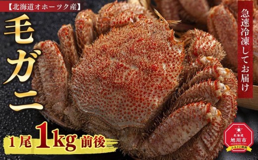 【着日指定可】北海道オホーツク産 毛ガニ 1尾（1kg前後）_01189