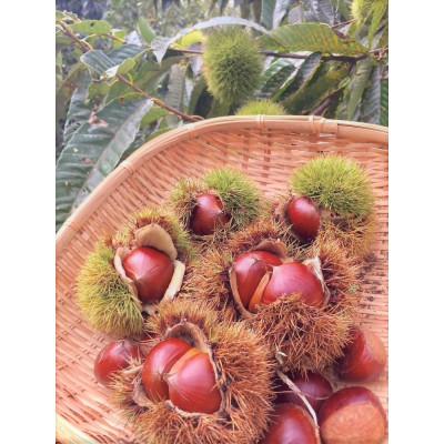 ふるさと納税 水戸市 茨城県産　くりやの焼き栗　220g×5袋 |  | 02