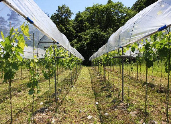 石灰岩がゴロゴロした岩だらけの荒れ地を開墾した畑「宮ノ峠」。赤ワイン品種を栽培。