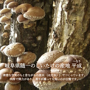 しいたけスナック4箱（箱無し）／しょうゆ味・しお味・わさび味・カレー味　しいたけのお菓子（チップス）おつまみ ビールのおともに