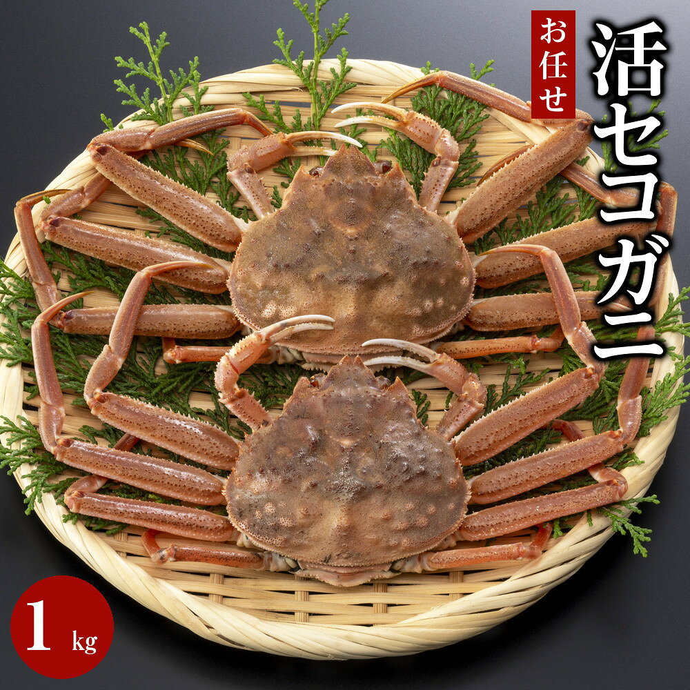 【ふるさと納税】【魚倉】活お任せセコガニ1kgセット | 国産 ズワイガニ 松葉ガニ カニ 蟹 かに 生 カニ鍋 かに鍋 鍋 かにしゃぶ かにみそ 期間限定 送料無料 鳥取県 三朝町