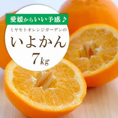 【先行受付】愛媛から「いい予感」♪ジューシー果肉いい香り いよかん7kg【D25-7】【1248055】 YWTAP003