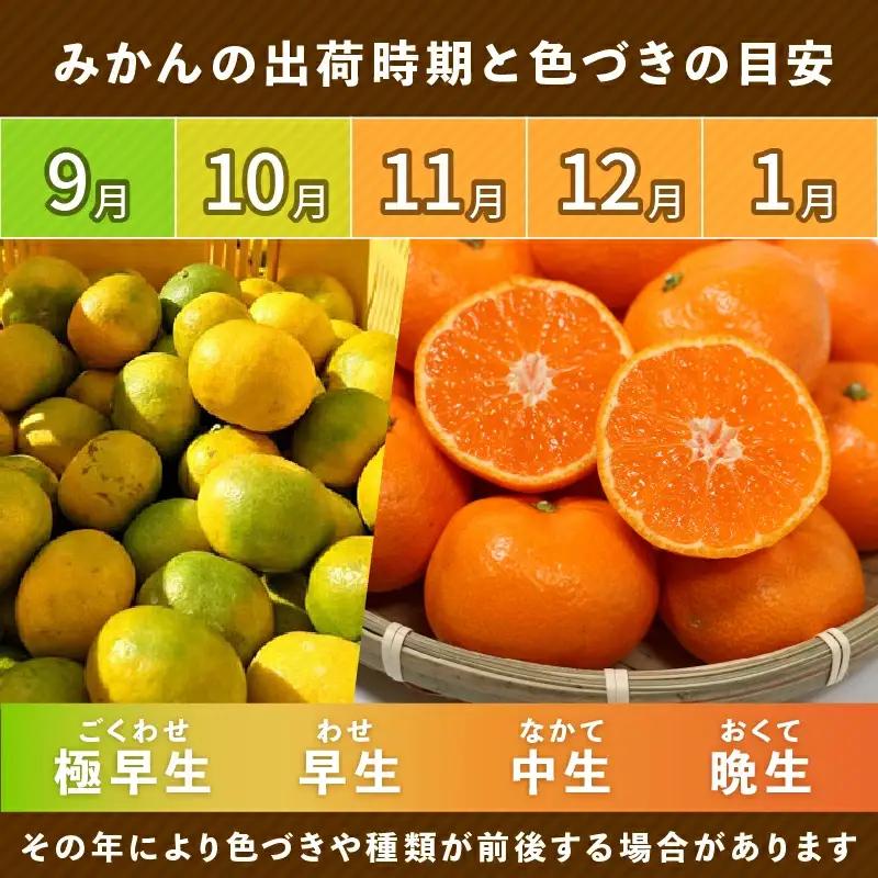 【先行予約】訳あり 愛媛みかん 10kg 傷み補償 500g 清家ばんかんビレッジ