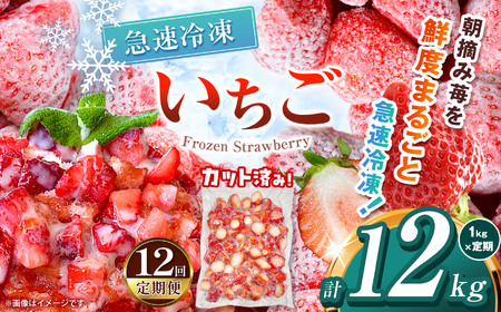 【栃木県共通返礼品】【定期便12回】冷凍いちご 1kg | いちご とちあいか 冷凍 冷凍イチゴ スイーツ ジャム スムージー たっぷり 大粒  甘い 美味しい 果物 デザート 栃木県 那珂川町 送料無料