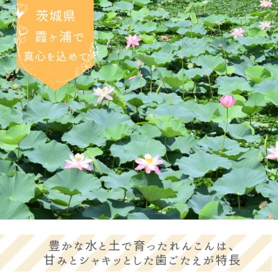 れんこんチップス 30g×20袋セット【配送不可地域：離島・沖縄県】【1735732】