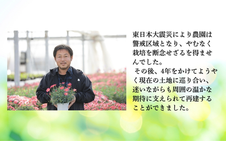 【先行予約】シクラメン パープル系フリンジ 6号鉢 花ギフト 根本園芸 | 福島県 南相馬市 農林水産大臣賞