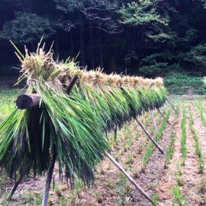 千葉エコ認証　特別栽培米多古米【配送不可地域：離島・沖縄県】【1280501】