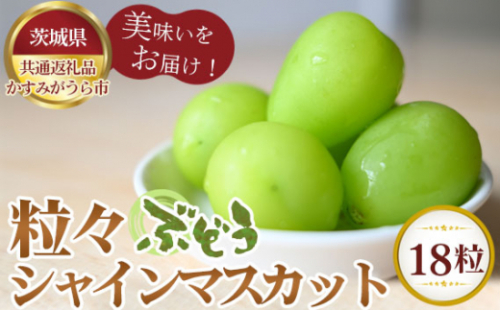 No.338 【先行予約】粒々ぶどう18粒　シャインマスカット【茨城県共通返礼品 かすみがうら市】 ／ 旬 新鮮 葡萄 ブドウ 果物 フルーツ 茨城県 特産品