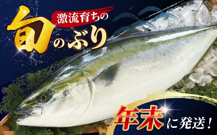 ぶり ブリ 鰤 ぶりしゃぶ しゃぶしゃぶ 刺身 鮮魚 海鮮 魚 五島 上五島 五島列島 鍋 年末 正月 年内発送 年内配送