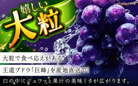 【2025年先行予約】【8月初旬頃から順次発送】溢れる果汁がたまらない！巨峰 2房 約700g 島根県雲南市/池田ぶどう農園　[AIAA003]
