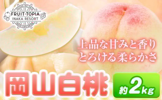 136.【先行予約】 岡山 白桃 約2kg 水車の里フルーツトピア 《7月上旬-8月下旬頃出荷》 岡山白桃 岡山県 矢掛町 桃 モモ 果物 スイーツ フルーツ デザート 白桃