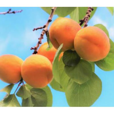 ふるさと納税 千曲市 【2026年発送】あんず 昭和 約3kg