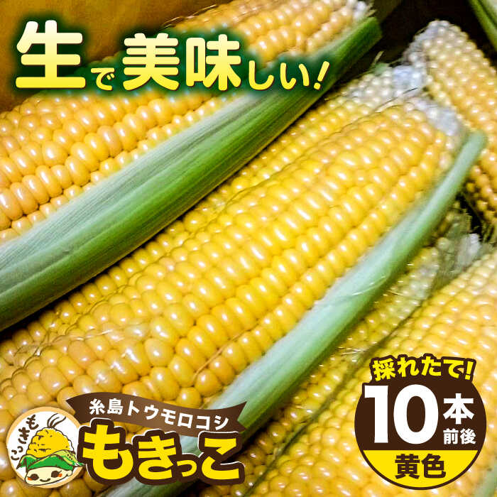 【ふるさと納税】【お中元対象】【先行予約】糸島トウモロコシ 『もきっこ』 黄（10本前後）【2025年6月下旬以降順次発送】《糸島市》【内田農業】 [AZH001] とうもろこし 野菜 やさい コーン スイートコーン 12000円