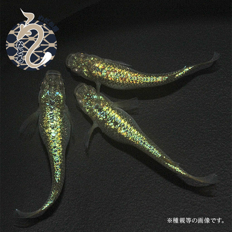 クレパトシアン