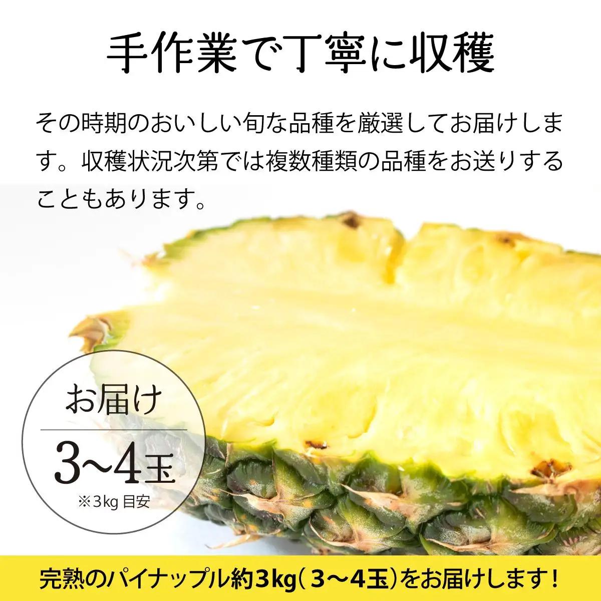 完熟 パインアップル 約6kg