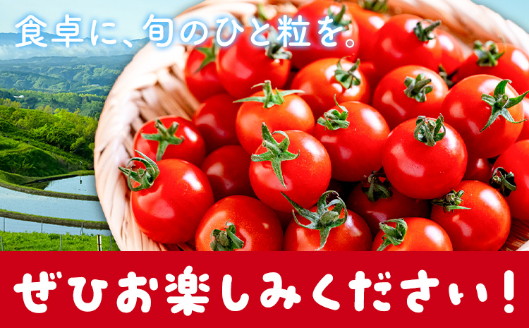 ミニトマト ほれまる 約1kg 熊貴農園《7月上旬-11月上旬出荷》熊本県 阿蘇郡 産山村 ミニトマト トマト とまと 野菜 やさい プチトマト