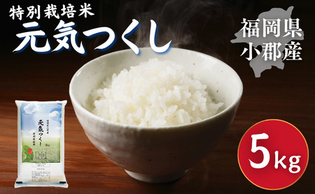 特別栽培米 R7年度産 福岡県 小郡産 元気つくし 5kg 米 お米